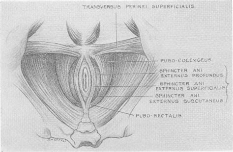 Figure 2 From The Surgical Anatomy Of The Anal Canal And Rectum