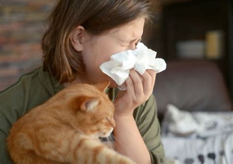 Pets Cats Dog Allergy Istanbul Allergy