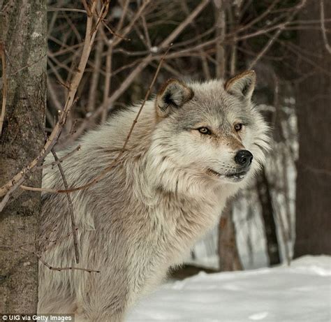 Wyoming Wolves Attack And Kill 19 Elks In One Night In Sport Killing