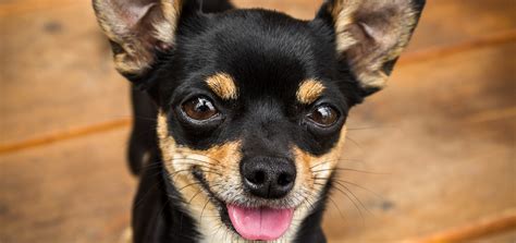 Pinscher Tudo O Que Precisa De Saber Sobre Esta Raça