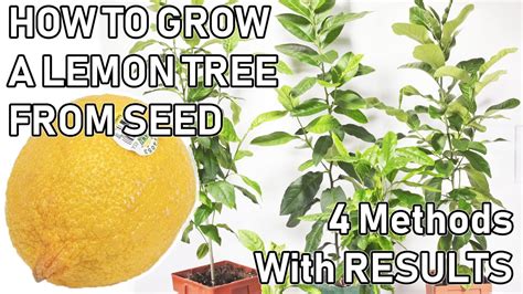 Lemon Tree Growth Chart