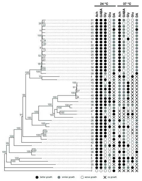 Phylogenomic Tree Of A Melanogenum Strains Based On Whole Genome SNP