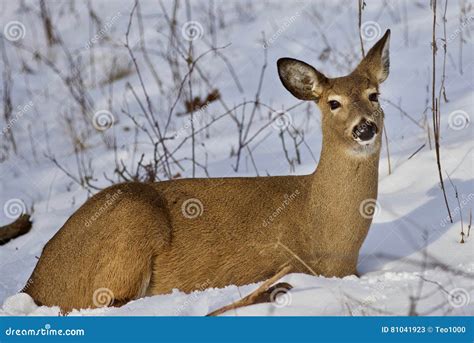 Imagem Isolada Bonita Um Cervo Selvagem Que Coloca Na Neve Na