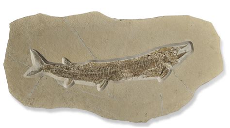 Fish Fossils