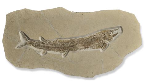 A Large Fossil Fish Solnhofen Germany Christies