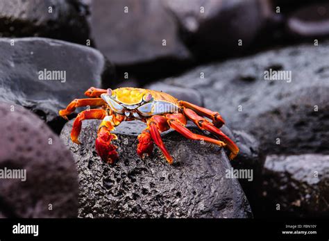 Crab On The Rocks Hi Res Stock Photography And Images Alamy