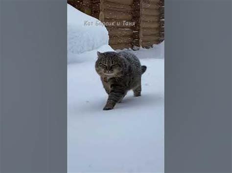ЛЕСНОЙ КОТ по всем параметрам #барсик #леснойкот #catlover #дикийкот # ...