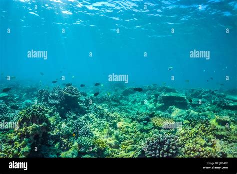 Underwater Sea Life Underwater Wildlife Scuba Diving Stock Photo Alamy