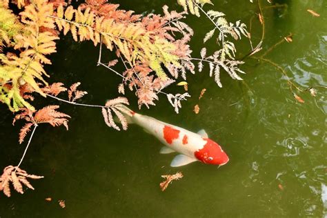Jenis Ikan Koi