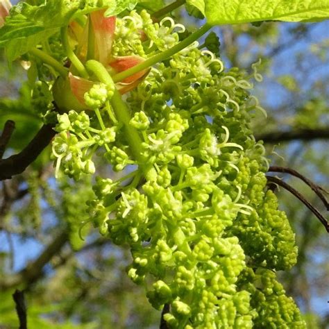 Rable Sycomore Leopoldii Acer Pseudoplatanus Au Feuillage Panach De