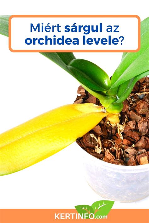 Miért sárgul az orchidea levele Orchidea