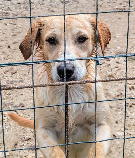 Sos Dolce Milos Cane A Varese In Regalo