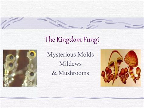 General Characteristics And Classification Of Fungi Ppt