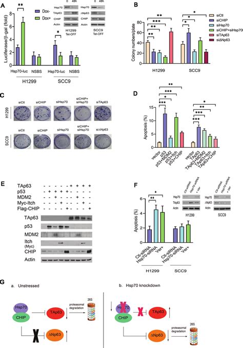 Hsp70 Is Critical For The CHIP Mediated P63 Function A H1299