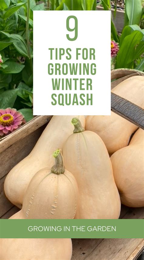 How To Grow Squash From Seed 5 Easy Tips Artofit