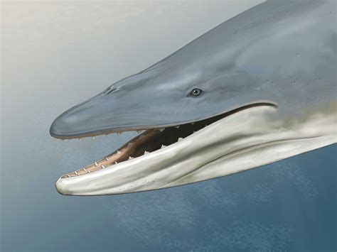 Earliest ‘baleen Whales Had Large Teeth And Gums Paleontology Sci