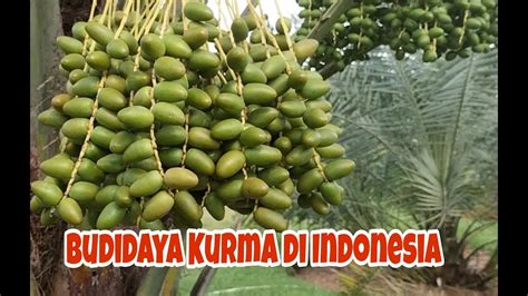 Budidaya Kurma Di Indonesia Youtube