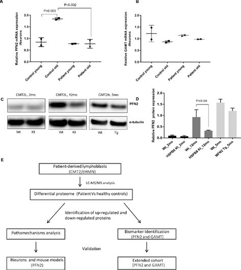 Pfn2 And Gamt Expression In Motor Neurons A Relative Quantities ΔΔc