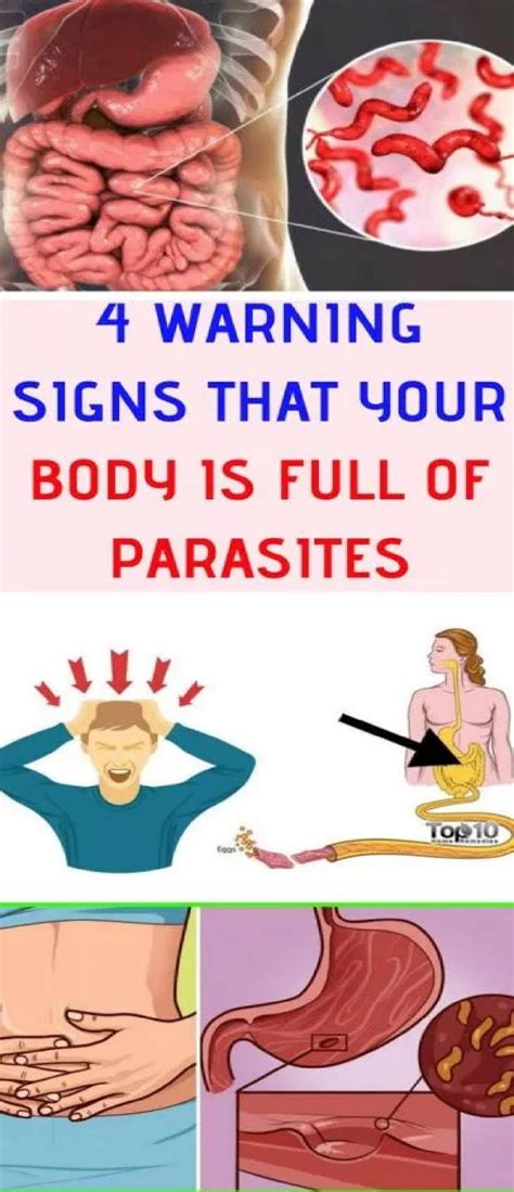 Here Are Warning Signs That Your Body Is Full Of Parasites Krobknea