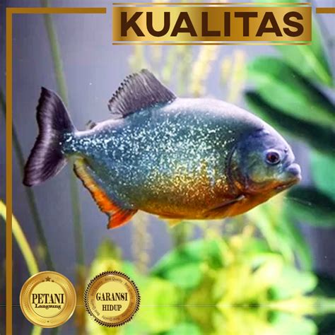 Jual Red Pacu Ikan Hias Predator Hiasan Aquarium Aquascape Air Tawar