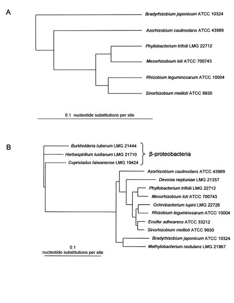 Unrooted Phylogenetic Trees Based On 16s Rrna Gene Sequences Showing