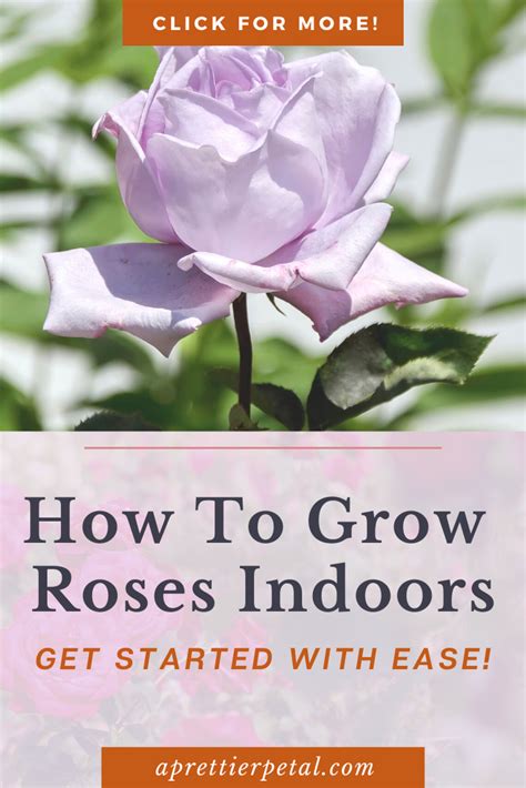 How To Grow Roses Indoors In 2024 Indoor Roses Growing Roses Best Roses