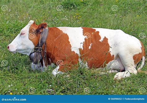 Red White Cow Stock Photos - Download 17,391 Royalty Free Photos