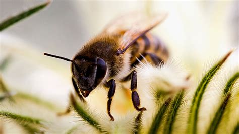 Dia Mundial De Las Abejas Infobae