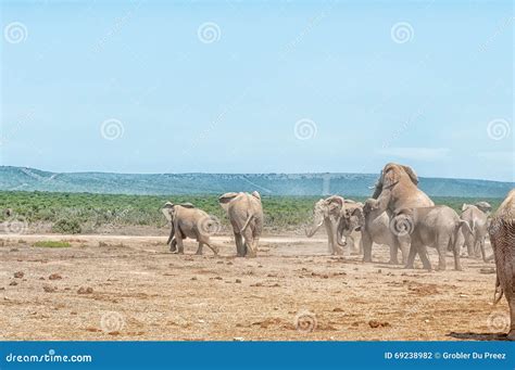 How Do Elephants Mate