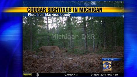 Confirmed Cougar Sightings In Michigan