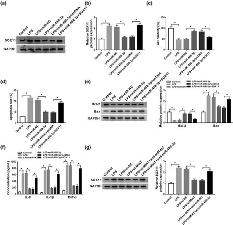 Upregulation Of MiR 488 3p Alleviated The LPS Induced Chondrocytes