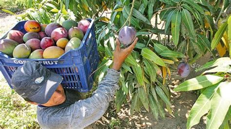 Fenómeno El Niño Provoca Una Drástica Disminución En La Producción De Mango En Perú Infobae