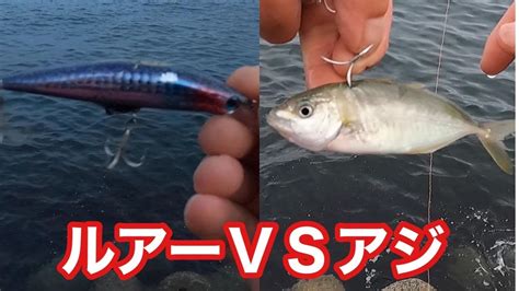 シマアジとルアーはどっちが釣れる？いつものホームで検証【ショアジギング飲ませ釣り】 Youtube