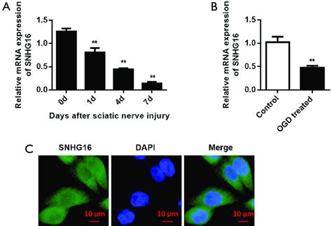 Expression Of Lncrna Snhg16 Was Decreased After Sciatic Nerve Injury