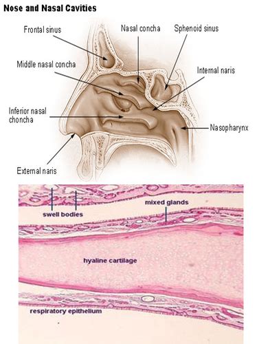 Medical Microscopic Anatomy: Respiratory System-Lecture - Lec. 9 ...