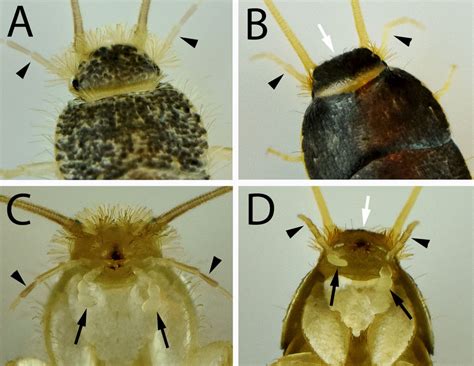 Heads Of A C C Longicaudata And B D L Saccharina Seen From The