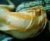 Arab Khaliji Sharmota Free Pornhub Arab Porn Ee Xhamster Xhamster