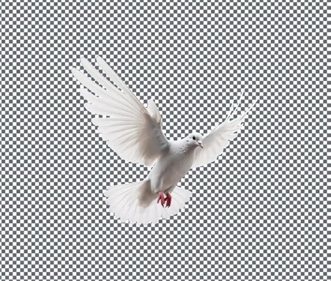 Premium Psd Beautiful Pigeon Isolated On Transparent Background