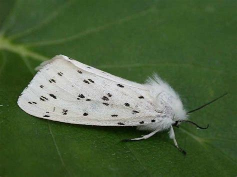 2060 White Ermine Arctiidae Spilosoma Lubricipeda Ermine