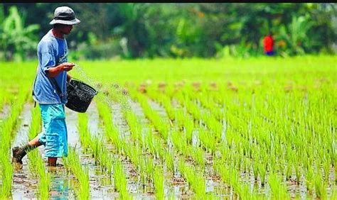 Panca Usaha Tani Lima Langkah Agar Produktivitas Pertanian Semakin