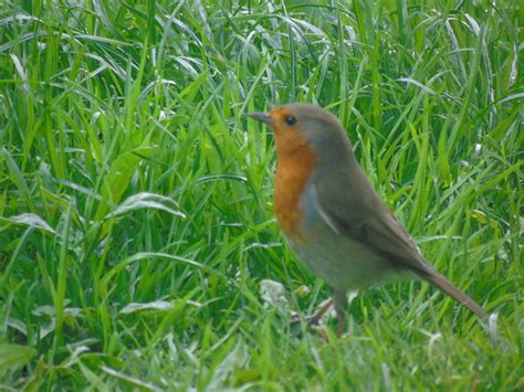 Robin Pássaro Natureza Foto Gratuita No Pixabay Pixabay