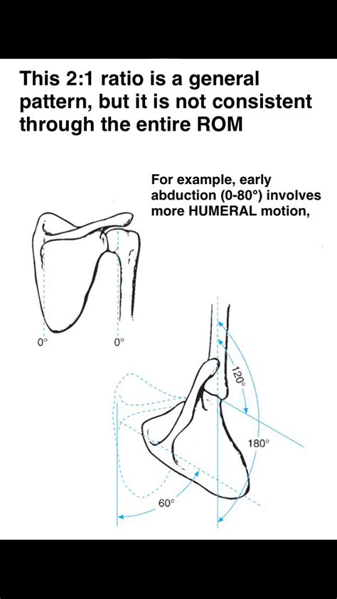 Scapulohumeral Rhythm — James McAfee, PT, DPT