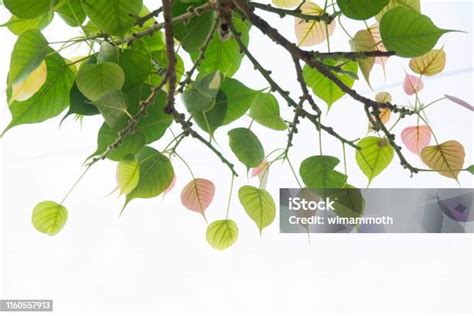 Daun Bodhi Terisolasi Di Latar Belakang Putih Atau Daun Peepal Dari