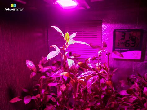 Hydroponics and Grow Lights