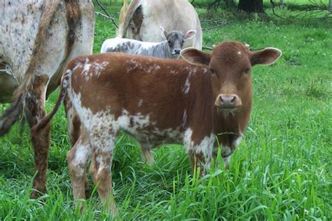 Pillard Miniature Cattle 2015 Mini Calves