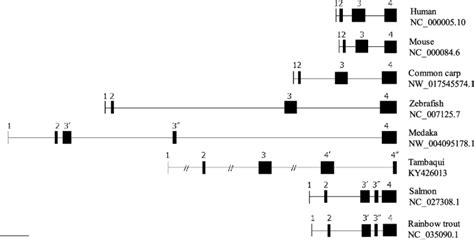 Schematic drawing of the exon-intron structure of various vertebrates... | Download Scientific ...
