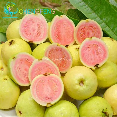 2016 New Home Garden Plant Sweet Red Guava Seeds 50pcs Thai Pink Fresh