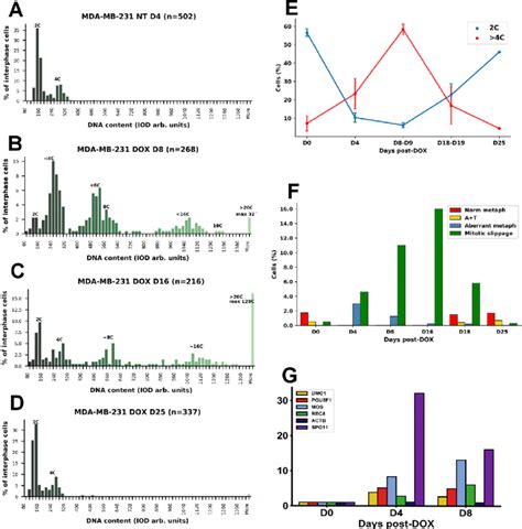 Ploidy Response Of Mda Mb 231 Cells After Treatment With Doxorubicin