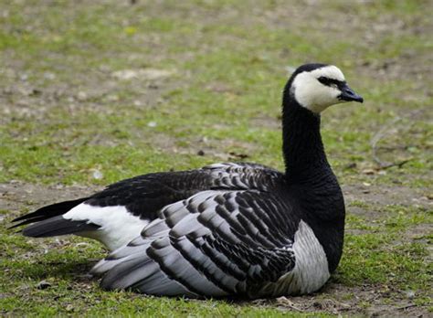 Nonnengans | Unsere Tiere | Wildpark Schwarze Berge