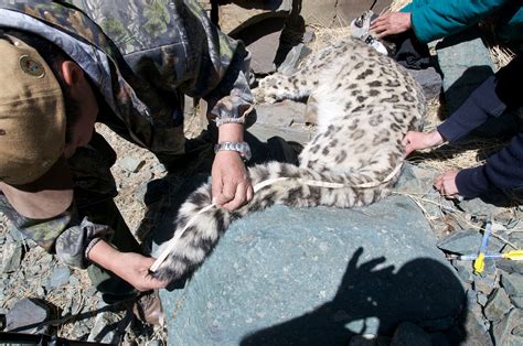 Research & Conservation — THE ALTAI INSTITUTE